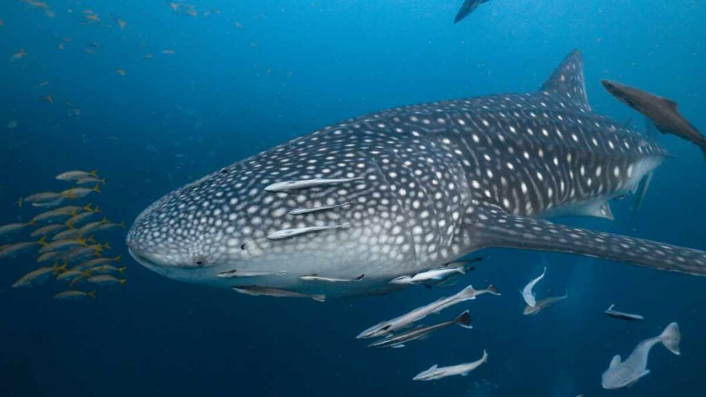 Chumphon Pinnacle-Tauchplatz Koh Tao- Tauchen in Thailand