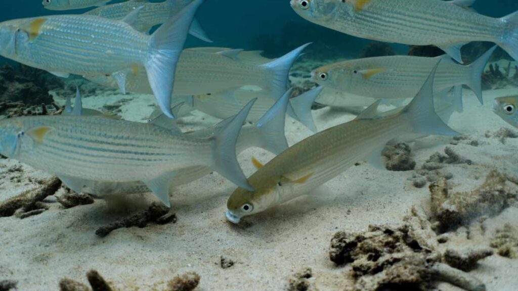 Hin Ngam Aow Leuk-Tauchplatz Koh Tao- Tauchen in Thailand