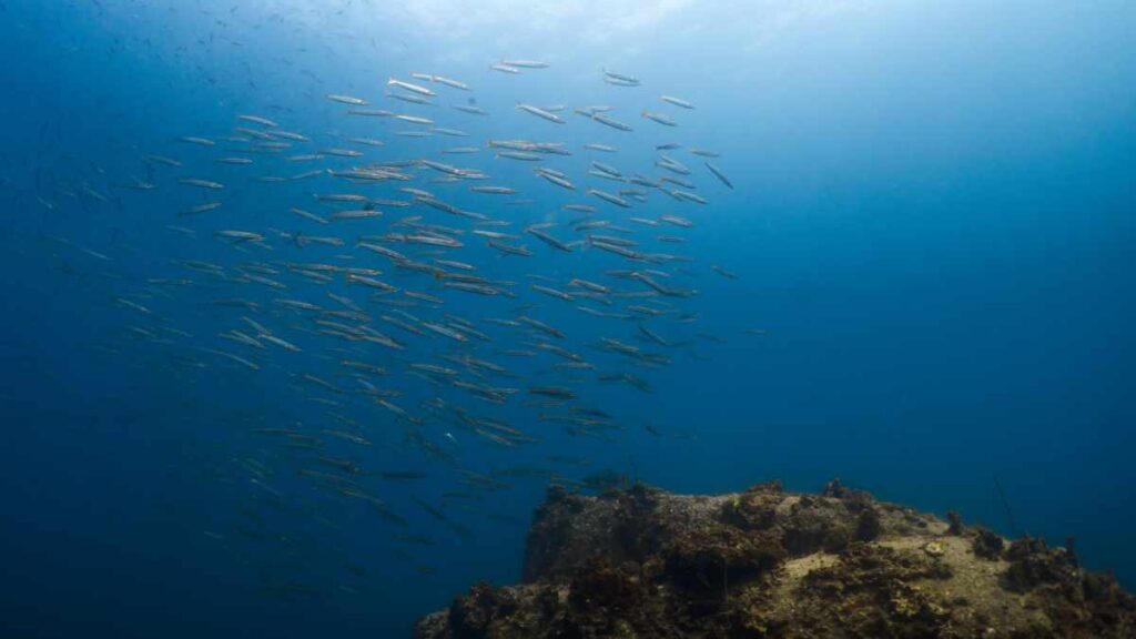 Hin Wong Pinnacle-Tauchplatz Koh Tao- Tauchen in Thailand