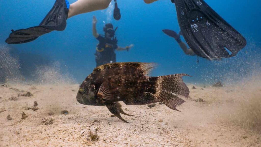 Mao Bay-Tauchplatz Koh Tao- Tauchen in Thailand