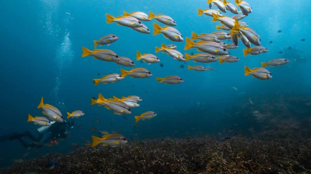Pottery & 3 Rocks-Tauchplatz Koh Tao- Tauchen in Thailand
