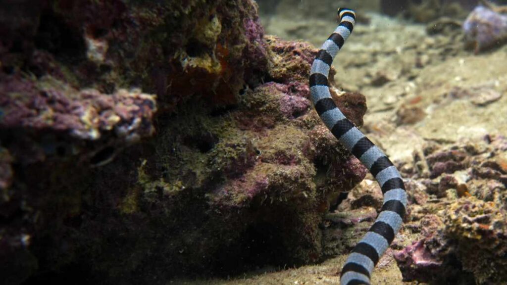 Red Rock-Tauchplatz Koh Tao- Tauchen in Thailand