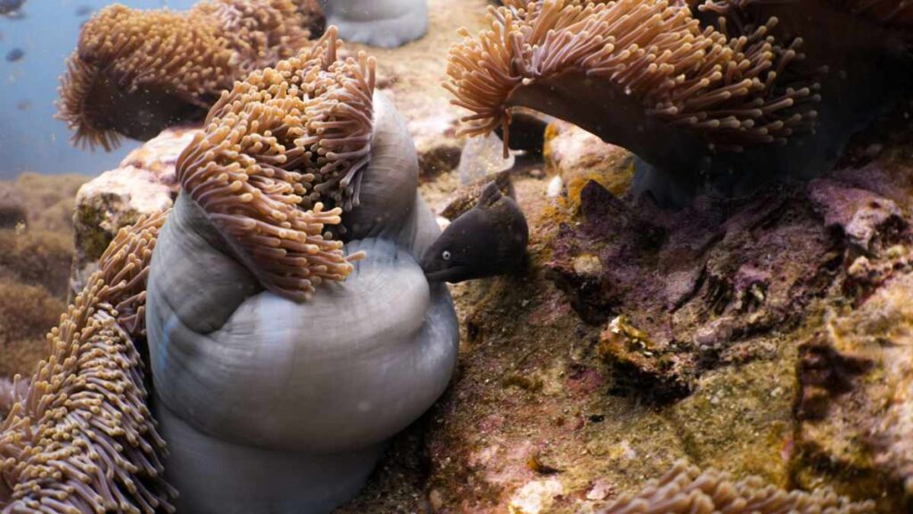 Shark Island-Tauchplatz Koh Tao- Tauchen in Thailand