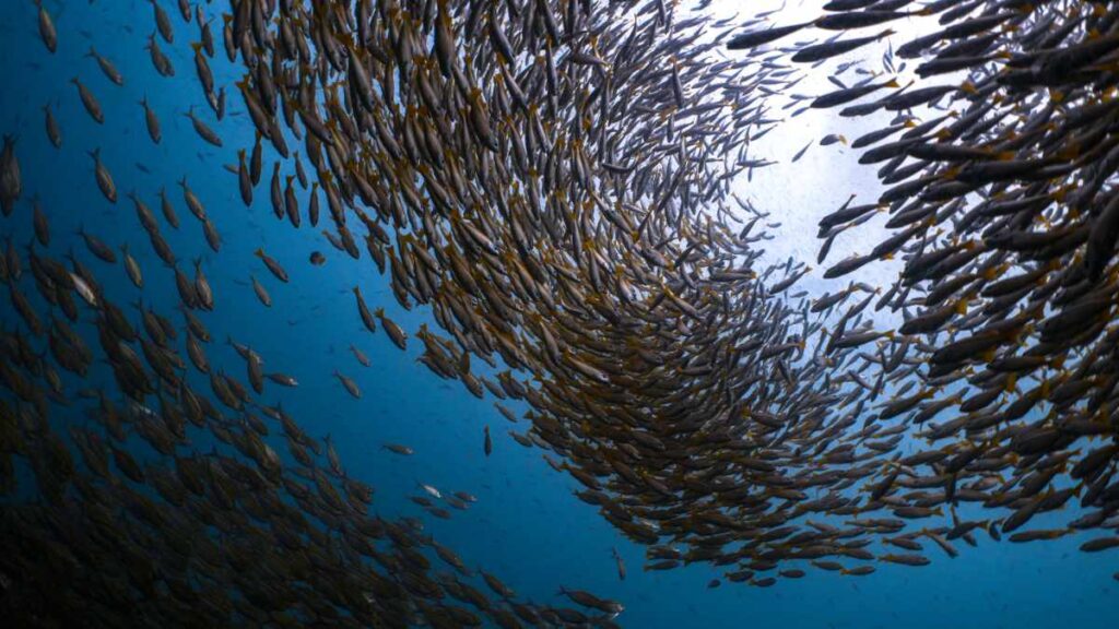 Southwest Pinnacle-Tauchplatz Koh Tao- Tauchen in Thailand