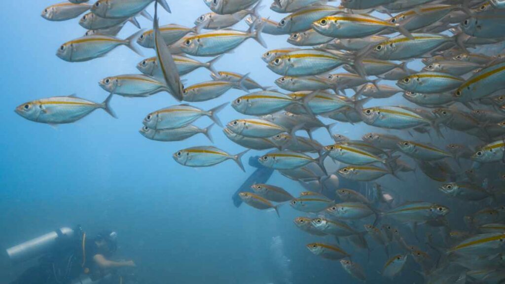 Tanote Bay-Tauchplatz Koh Tao- Tauchen in Thailand