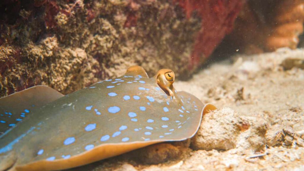 Twins-Tauchplatz Koh Tao- Tauchen in Thailand