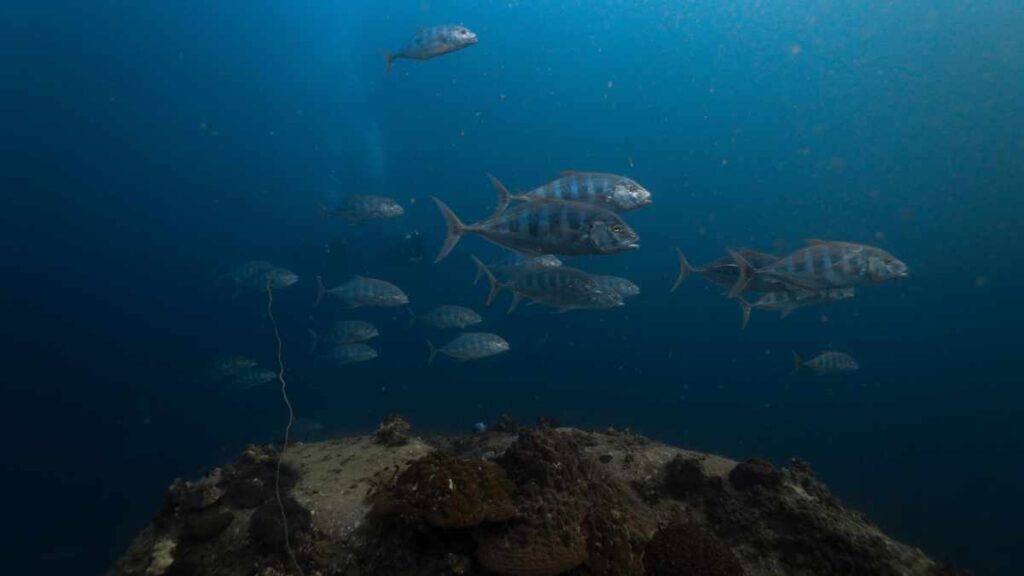 White Rock-Tauchplatz Koh Tao- Tauchen in Thailand